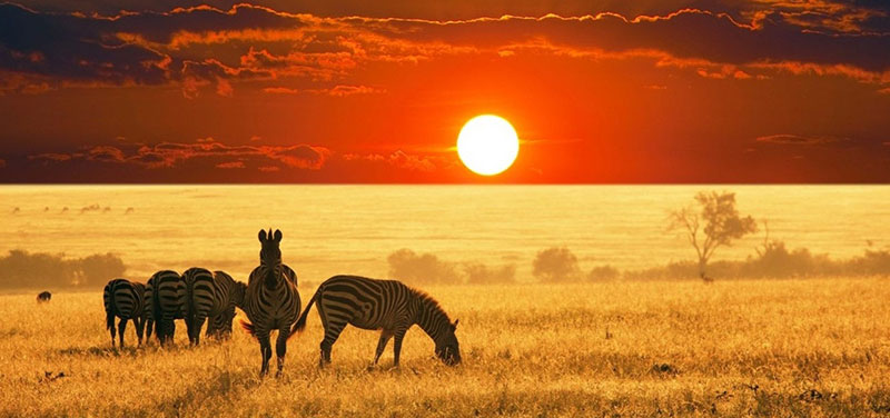 animale safari